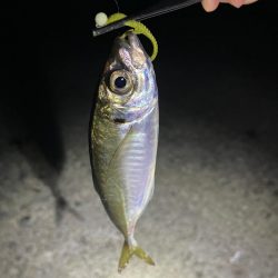深夜アジング!