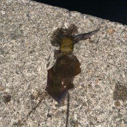 やっと、アオリイカを2桁に