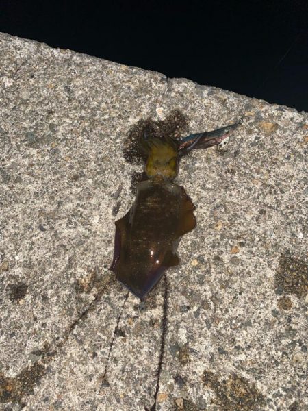 やっと、アオリイカを2桁に