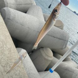 シロギスタ:台風一過の晩夏の釣果