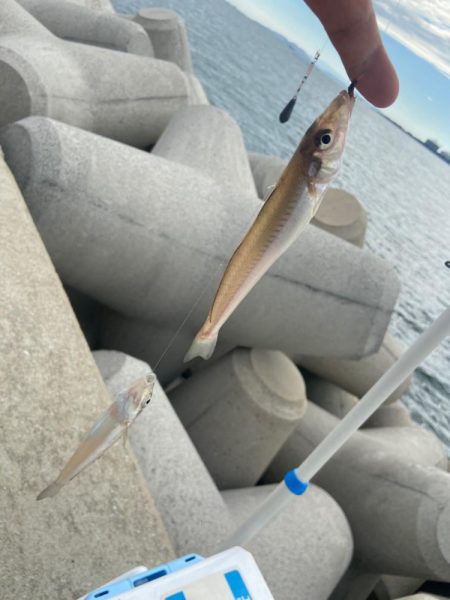 シロギスタ:台風一過の晩夏の釣果