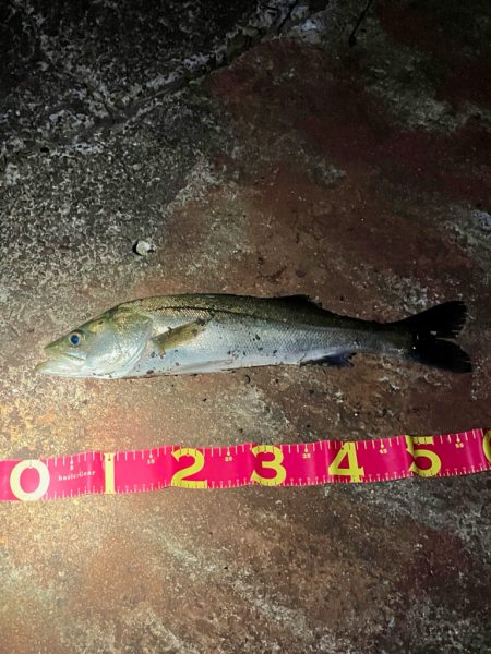 千葉港は秋のシーバス祭りが開催されていた！…