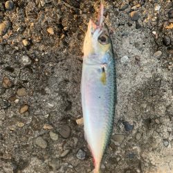 ソウダカツオ❓ スマカツオ❓