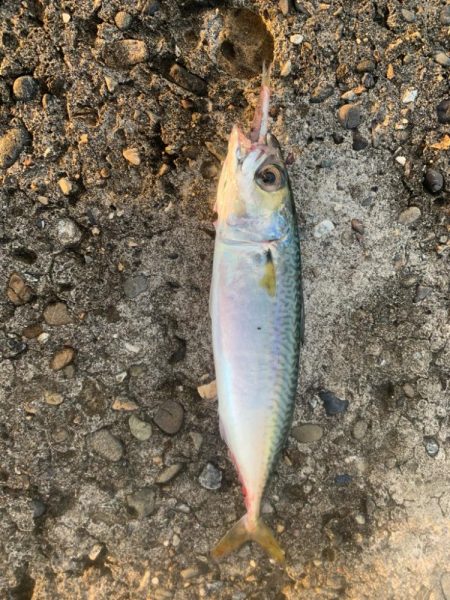 ソウダカツオ❓ スマカツオ❓