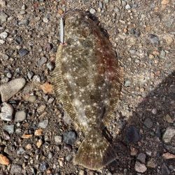 ライトショアジギング楽しい!