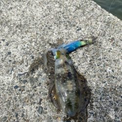 近場でエギング