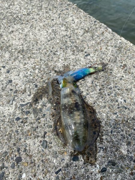 近場でエギング