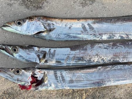 今年初タチウオ‼࿠…