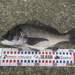 チヌトップ最盛期！