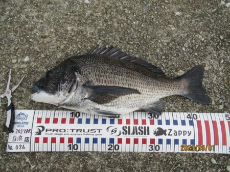 チヌトップ最盛期！