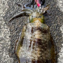 秋イカに遊ばれる?