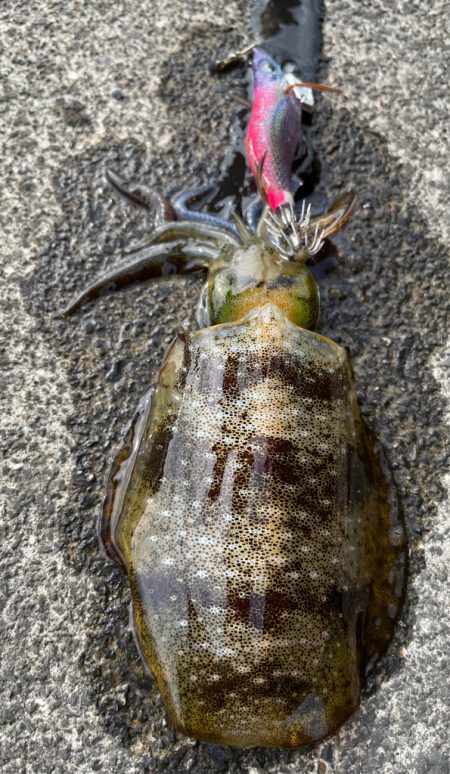 秋イカに遊ばれる?