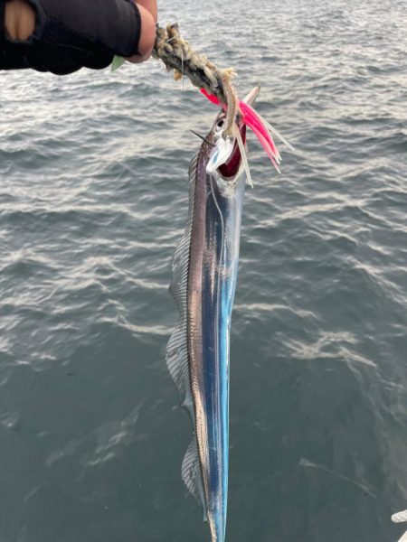 大阪湾太刀魚テンヤ