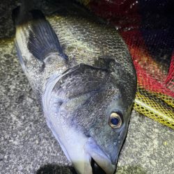 チニングでまさかの年無し！そしてアオリイカも