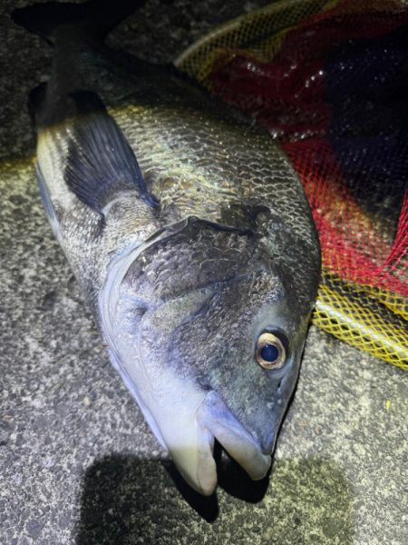 チニングでまさかの年無し！そしてアオリイカも