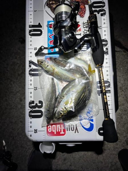 射抜で豆アジの心を射抜く🐟…