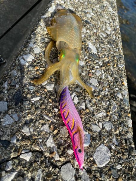 秋イカエギング