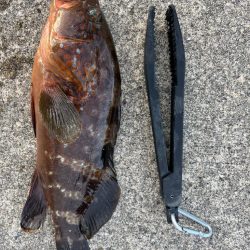 珍客アコウ釣れました!