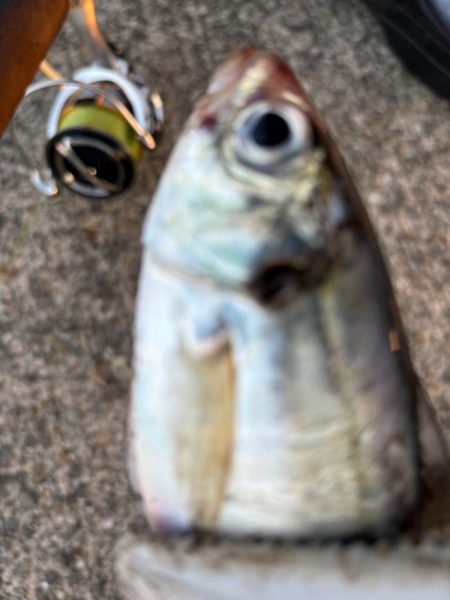 ジグサビキ　36