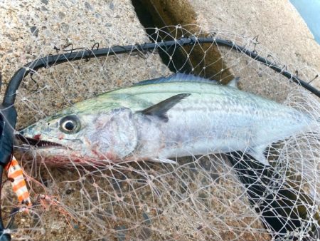 キシイチSPオレンジ強いにゃ！