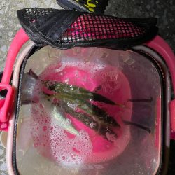 台風明け爆風アジング