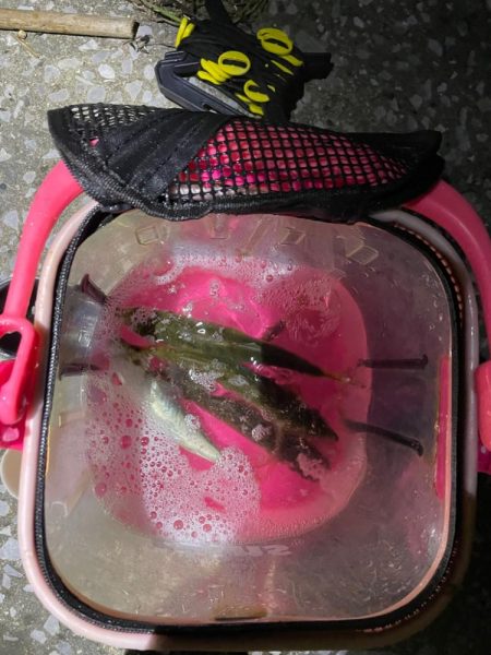 台風明け爆風アジング