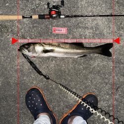 この時期特有のベイトパターンに合わせると無限バイトから怒涛の19キャッチ!