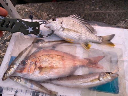 シロギスタ:激渋な週末