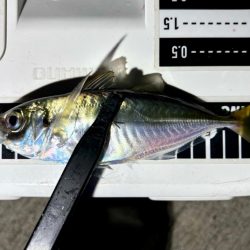 久しぶりのアジ！