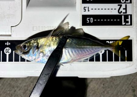 久しぶりのアジ！