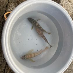 ロックフィッシュ!