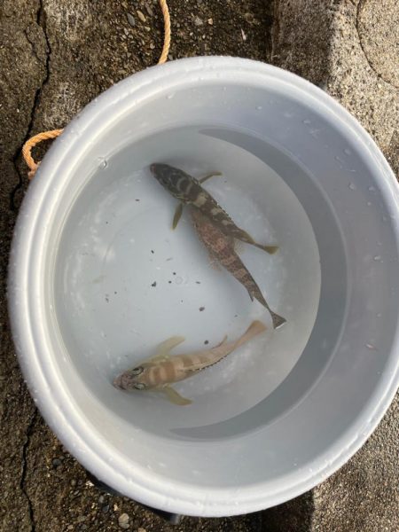 ロックフィッシュ!