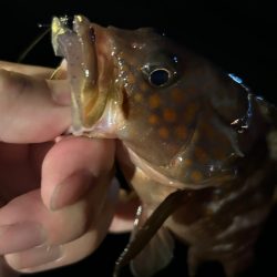 久しぶりのライトワインド