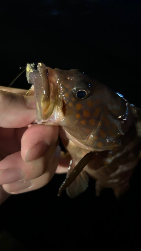 久しぶりのライトワインド