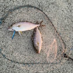 初魚種、初2本がけ！