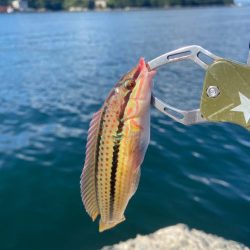 シロギスタ:まだ早い