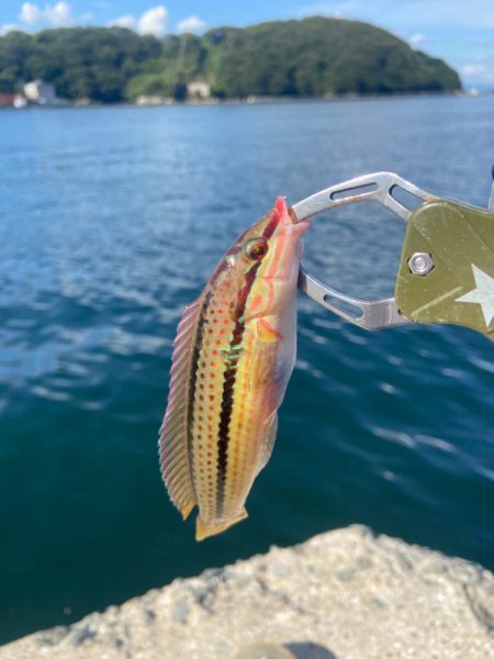 シロギスタ:まだ早い