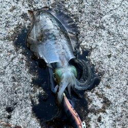 秋イカ食いたかったから!