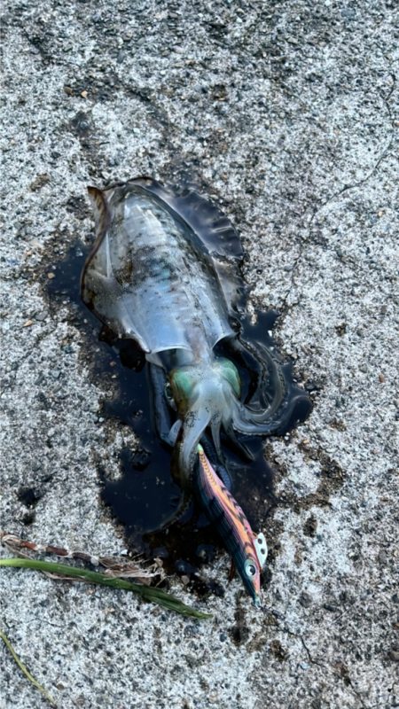 秋イカ食いたかったから!