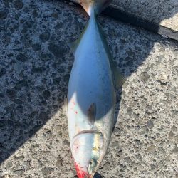 朝マズメには縁がない