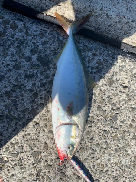 朝マズメには縁がない