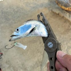 太刀魚第二戦はワインドで！？