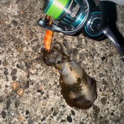 アオリイカ大きくなってきた