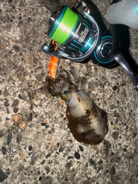 アオリイカ大きくなってきた