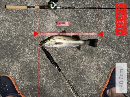 落パクってほんとにあるんだね!