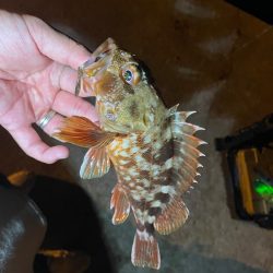 久々の朝マヅメ