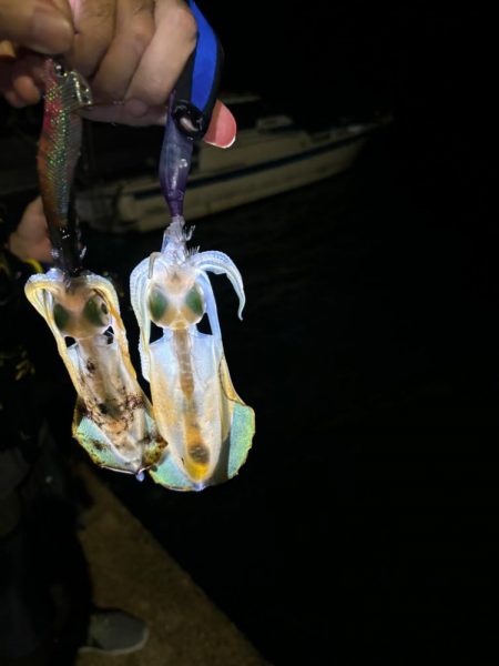 【京丹後エリア】秋イカ探し2回目