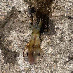 アオリの3日連続二桁