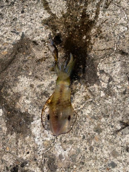 アオリの3日連続二桁