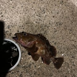 南紀のハモ釣り